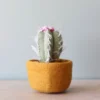 *New* Handmade Felt Succulent - Mustard